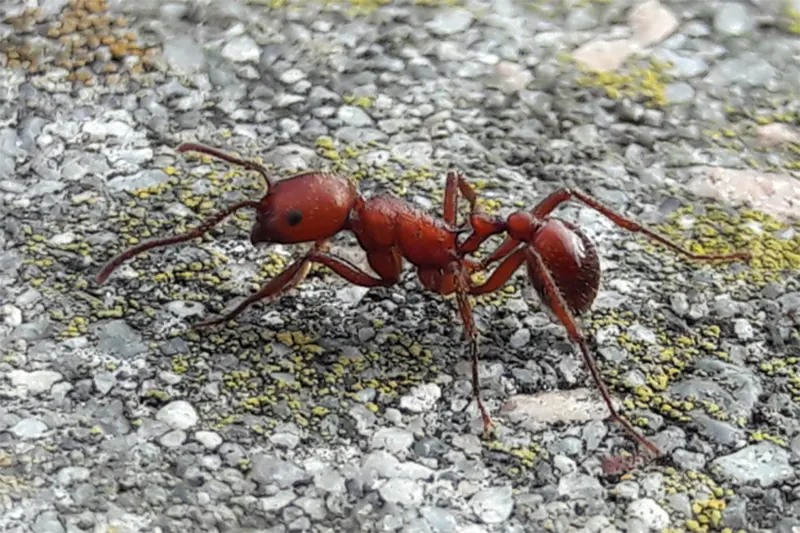 insectos